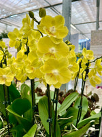 Carica l'immagine nel visualizzatore Galleria, Phalaenopsis Younghome Lemon Yellow
