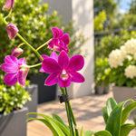 Laden Sie das Bild in den Galerie-Betrachter hoch, Dendrobium Burana Racha