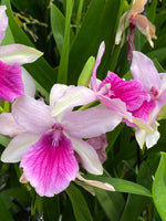 Carica l'immagine nel visualizzatore Galleria, Miltonia Honolulu x binotii