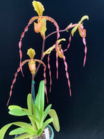 Carica l'immagine nel visualizzatore Galleria, Paphiopedilum Screaming Eagle (berenice var. album 'Blushing Ghost' AM/AOS x sanderianum 'Bionic Man' AM/AOS) - Orchid Inn, Ltd.