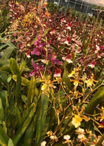 Carica l'immagine nel visualizzatore Galleria, OFFERTA CYMBIDIUM