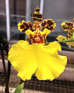 Carica l'immagine nel visualizzatore Galleria, Oncidesa Jiuhbao Gold 'Tainan' AM/AOS