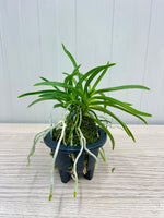 Carica l'immagine nel visualizzatore Galleria, Neofinetia falcata 'Koubai' 紅梅 - BIG