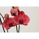 Carica l'immagine nel visualizzatore Galleria, OFFERTA PHALAENOPSIS ALTE