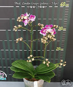 Carica l'immagine nel visualizzatore Galleria, Phalaenopsis Lioulin Grape (peloric - 3 lips)