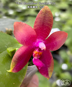 Carica l'immagine nel visualizzatore Galleria, Phalaenopsis Meidarland Kaiulani '704'