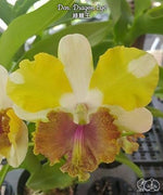 Carica l'immagine nel visualizzatore Galleria, Dendrobium Dragon Eye