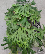 Carica l'immagine nel visualizzatore Galleria, Polypodium longifolia