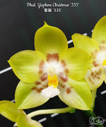 Carica l'immagine nel visualizzatore Galleria, Phalaenopsis Yaphon Christmas '335'