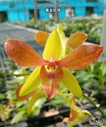 Carica l'immagine nel visualizzatore Galleria, Dendrobium Alisun Summer
