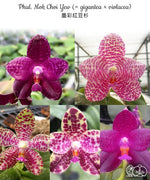 Load image into Gallery viewer, Phalaenopsis Schillgig (gigantea X schilleriana)