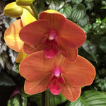 Carica l'immagine nel visualizzatore Galleria, Phalaenopsis Asian Sun