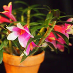 Carica l'immagine nel visualizzatore Galleria, Dendrobium cuthbertsonii x sulawesiense