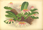 Load image into Gallery viewer, LINDENIA Iconography of Orchids 1885-1906 - 5 volumi