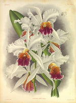 Load image into Gallery viewer, LINDENIA Iconography of Orchids 1885-1906 - 5 volumi
