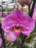 Carica l'immagine nel visualizzatore Galleria, Phalaenopsis Yu Pin Pearl x Sogo Domi