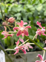 Carica l'immagine nel visualizzatore Galleria, Paraphalaenopsis laycockii x Vanda limbata