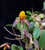 Carica l'immagine nel visualizzatore Galleria, Bulbophyllum bolsteri