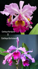 Carica l'immagine nel visualizzatore Galleria, Cattleya Saint Gothard (C. Hardyana x C. Gottoiana)