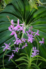 Carica l'immagine nel visualizzatore Galleria, Vanda coerulescens x Neostylis Lou Sneary Blue