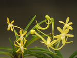 Carica l'immagine nel visualizzatore Galleria, Neofinetia falcata 'Kibanadaiou' 黄花大王