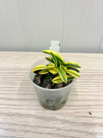 Carica l'immagine nel visualizzatore Galleria, Neofinetia falcata 'Chwiwolho' 취월호 翠月湖 - BIG 1
