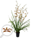 Carica l'immagine nel visualizzatore Galleria, Cymbidium erythraeum