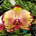 Load image into Gallery viewer, Phalaenopsis Joy Spring Canary 'Joy'