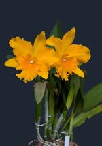 Carica l'immagine nel visualizzatore Galleria, RLC Haw Yuan Gold 'Yung Kang #2'