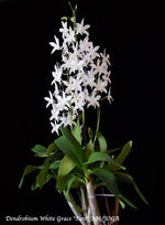 Carica l'immagine nel visualizzatore Galleria, Dendrobium White Grace 'Sato' (Den. Fiftieth State x Den. speciosum)
