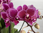 Carica l'immagine nel visualizzatore Galleria, Phalaenopsis Chia E Yenlin (NON variegata)