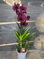 Laden Sie das Bild in den Galerie-Betrachter hoch, Dendrobium Burana Racha