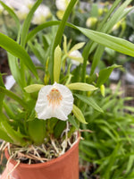 Carica l'immagine nel visualizzatore Galleria, Cischweinfia parva