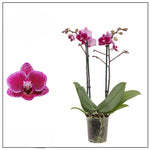 Carica l'immagine nel visualizzatore Galleria, Phalaenopsis Chia E Yenlin (NON variegata)