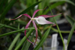 Carica l'immagine nel visualizzatore Galleria, Brassocattleya C. araguaiensis × B. cucullata