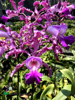 Carica l'immagine nel visualizzatore Galleria, Schombocattleya Schomburgkia thomsoniana x Cattleya Penny Kuroda