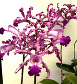 Carica l'immagine nel visualizzatore Galleria, Schombocattleya Schomburgkia thomsoniana x Cattleya Penny Kuroda