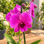 Laden Sie das Bild in den Galerie-Betrachter hoch, Dendrobium Burana Racha