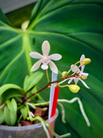 Carica l'immagine nel visualizzatore Galleria, Vanda falcata x Phalaenopsis lindenii