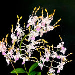 Carica l'immagine nel visualizzatore Galleria, Dendrobium Taiwan Helix (Den. helix × Doctor Uthai)