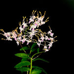 Carica l'immagine nel visualizzatore Galleria, Dendrobium Taiwan Helix (Den. helix × Doctor Uthai)
