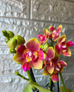 Carica l'immagine nel visualizzatore Galleria, Phalaenopsis Biondora - Peloric 3 lips