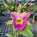 Carica l'immagine nel visualizzatore Galleria, Rhyncholaeliocattleya Thamai Glory (C. Chia Lin x B. digbyana)