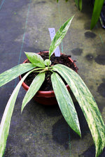 Carica l'immagine nel visualizzatore Galleria, Anthurium vittariifolium Variegata