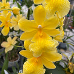 Carica l'immagine nel visualizzatore Galleria, Burrageara Nelly Isler 'Yellow'