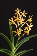 Carica l'immagine nel visualizzatore Galleria, Vanda syn. Ascofinetia Twinkle (Neofinetia falcata X Ascocentrum miniatum)