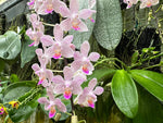 Carica l'immagine nel visualizzatore Galleria, Phalaenopsis Hans Christiansen (gigantea 'Jumbo Orchids' × lindenii 'Jumbo')