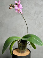 Load image into Gallery viewer, Phalaenopsis Schillgig (gigantea X schilleriana)