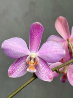 Load image into Gallery viewer, Phalaenopsis Schillgig (gigantea X schilleriana)