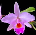 Carica l'immagine nel visualizzatore Galleria, Laelia alaorii f. suave x Cattleya warneri f. albescens - Br Orquidea